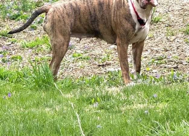 Порядок оформление помета собак и перечень документов.