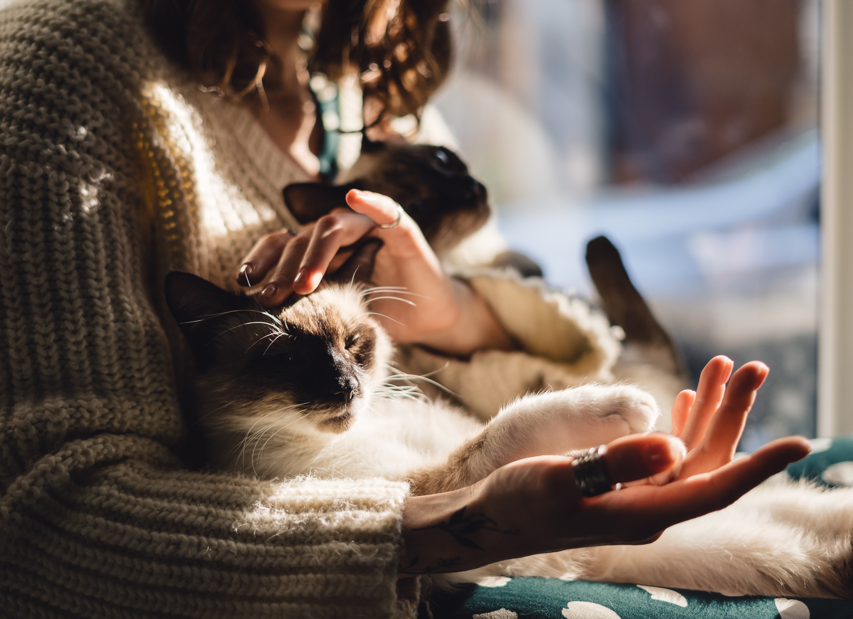 В Россельхознадзоре напомнили о порядке оформления документов для перевозки животных по России и за ее пределами